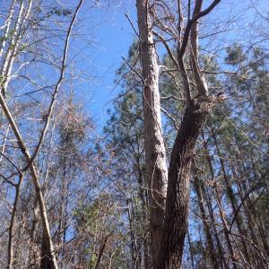 Photo of SOLD!  62 Acres of Hunting Land with Home Site For Sale in Suffolk Virginia!