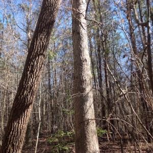 Photo of SOLD!  62 Acres of Hunting Land with Home Site For Sale in Suffolk Virginia!