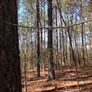 Photo of SOLD!  62 Acres of Hunting Land with Home Site For Sale in Suffolk Virginia!