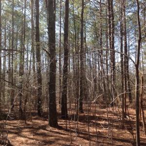 Photo of SOLD!  62 Acres of Hunting Land with Home Site For Sale in Suffolk Virginia!