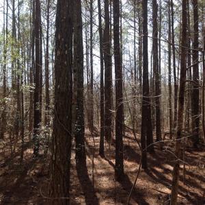 Photo of SOLD!  62 Acres of Hunting Land with Home Site For Sale in Suffolk Virginia!