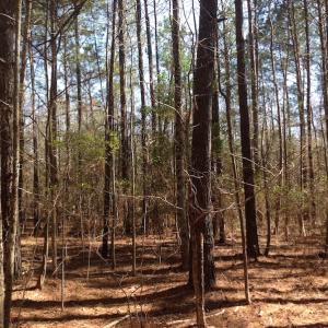 Photo of SOLD!  62 Acres of Hunting Land with Home Site For Sale in Suffolk Virginia!