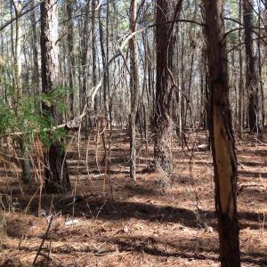 Photo of SOLD!  62 Acres of Hunting Land with Home Site For Sale in Suffolk Virginia!