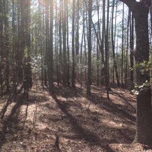Photo of SOLD!  62 Acres of Hunting Land with Home Site For Sale in Suffolk Virginia!
