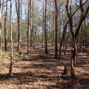 Photo of SOLD!  62 Acres of Hunting Land with Home Site For Sale in Suffolk Virginia!