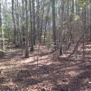 Photo of SOLD!  62 Acres of Hunting Land with Home Site For Sale in Suffolk Virginia!