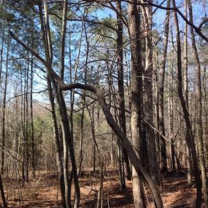 Photo of SOLD!  62 Acres of Hunting Land with Home Site For Sale in Suffolk Virginia!