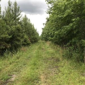 Photo of UNDER CONTRACT!  46 Acres of Timber and Hunting Land for Sale in Columbus County NC!