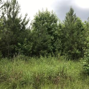 Photo of UNDER CONTRACT!  46 Acres of Timber and Hunting Land for Sale in Columbus County NC!