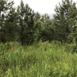 Photo of UNDER CONTRACT!  46 Acres of Timber and Hunting Land for Sale in Columbus County NC!