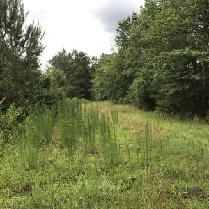 Photo of UNDER CONTRACT!  46 Acres of Timber and Hunting Land for Sale in Columbus County NC!