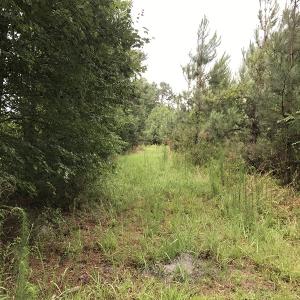 Photo of UNDER CONTRACT!  46 Acres of Timber and Hunting Land for Sale in Columbus County NC!