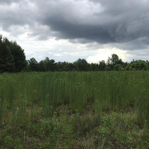 Photo of UNDER CONTRACT!  46 Acres of Timber and Hunting Land for Sale in Columbus County NC!
