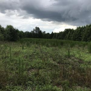 Photo of UNDER CONTRACT!  46 Acres of Timber and Hunting Land for Sale in Columbus County NC!