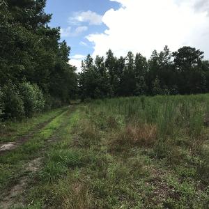 Photo of UNDER CONTRACT!  46 Acres of Timber and Hunting Land for Sale in Columbus County NC!