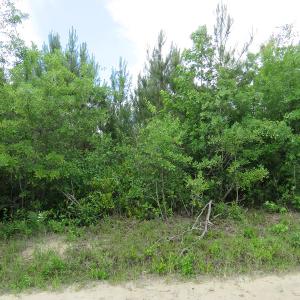 Photo of UNDER CONTRACT!  33 Acres of Hunting and Timber Land for Sale in Duplin County NC!