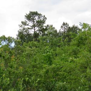 Photo of UNDER CONTRACT!  28 Acres of Hunting and Timber Land for Sale in Duplin County NC!