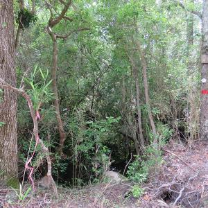 Photo of UNDER CONTRACT!  28 Acres of Hunting and Timber Land for Sale in Duplin County NC!
