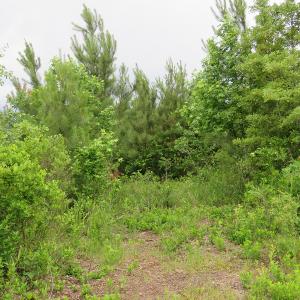 Photo of UNDER CONTRACT!  28 Acres of Hunting and Timber Land for Sale in Duplin County NC!