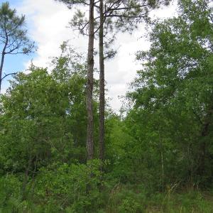 Photo of UNDER CONTRACT!  28 Acres of Hunting and Timber Land for Sale in Duplin County NC!