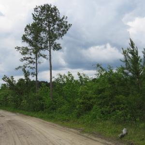 Photo of UNDER CONTRACT!  28 Acres of Hunting and Timber Land for Sale in Duplin County NC!
