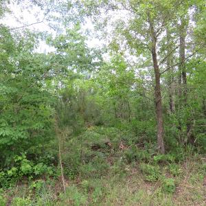 Photo of UNDER CONTRACT!  28 Acres of Hunting and Timber Land for Sale in Duplin County NC!