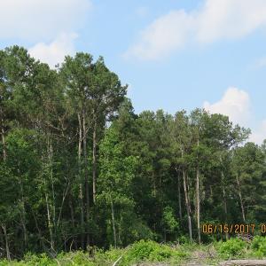 Photo of SOLD!  38 Acres of Hunting and Timber Land for Sale in Duplin County NC!