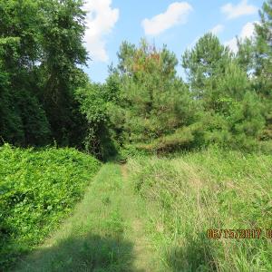 Photo of SOLD!  38 Acres of Hunting and Timber Land for Sale in Duplin County NC!