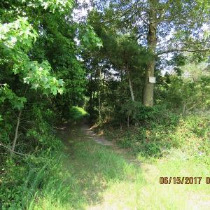 Photo of SOLD!  38 Acres of Hunting and Timber Land for Sale in Duplin County NC!
