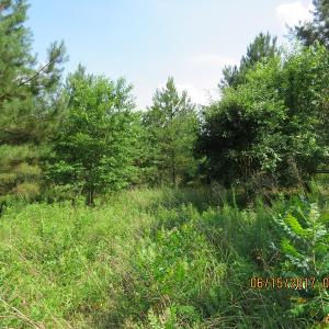 Photo of SOLD!  38 Acres of Hunting and Timber Land for Sale in Duplin County NC!