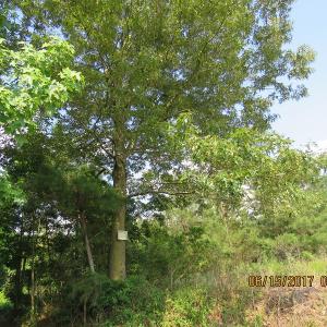 Photo of SOLD!  38 Acres of Hunting and Timber Land for Sale in Duplin County NC!