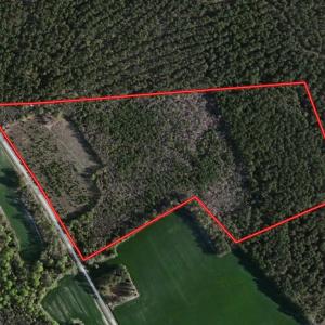 Photo of SOLD!  38 Acres of Hunting and Timber Land for Sale in Duplin County NC!