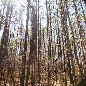 Photo of SOLD!  6 Acres of Residential Land For Sale in Suffolk VA!