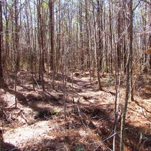 Photo of SOLD!  6 Acres of Residential Land For Sale in Suffolk VA!