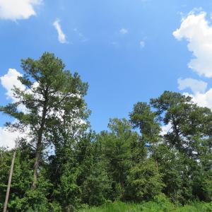 Photo of UNDER CONTRACT!  23 Acres of Farm and Timber Land For Sale in Sampson County NC!