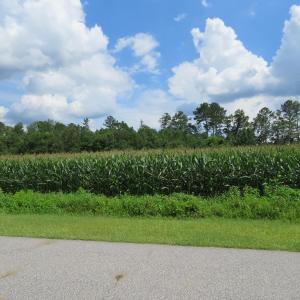 Photo of UNDER CONTRACT!  23 Acres of Farm and Timber Land For Sale in Sampson County NC!