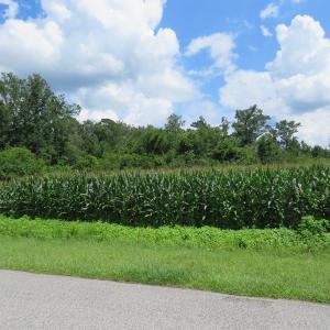 Photo of UNDER CONTRACT!  23 Acres of Farm and Timber Land For Sale in Sampson County NC!