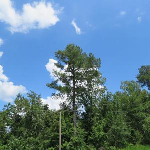 Photo of UNDER CONTRACT!  23 Acres of Farm and Timber Land For Sale in Sampson County NC!