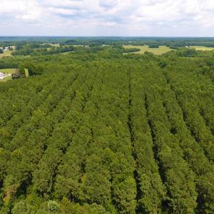 Photo of SOLD!  30 Acres of Hunting and Timber Land For Sale in Warren County NC!