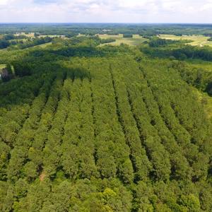 Photo of SOLD!  30 Acres of Hunting and Timber Land For Sale in Warren County NC!