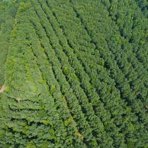 Photo of SOLD!  30 Acres of Hunting and Timber Land For Sale in Warren County NC!