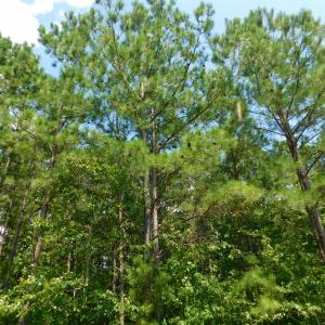 Photo of SOLD!  30 Acres of Hunting and Timber Land For Sale in Warren County NC!