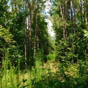 Photo of SOLD!  30 Acres of Hunting and Timber Land For Sale in Warren County NC!