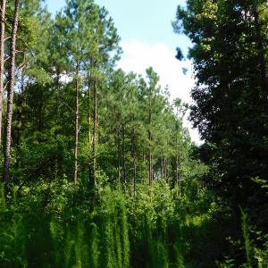 Photo of SOLD!  30 Acres of Hunting and Timber Land For Sale in Warren County NC!
