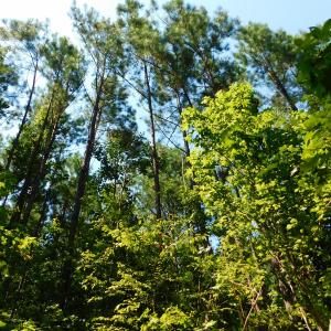 Photo of SOLD!  30 Acres of Hunting and Timber Land For Sale in Warren County NC!