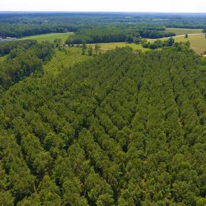 Photo of SOLD!  30 Acres of Hunting and Timber Land For Sale in Warren County NC!