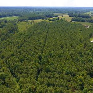 Photo of SOLD!  30 Acres of Hunting and Timber Land For Sale in Warren County NC!