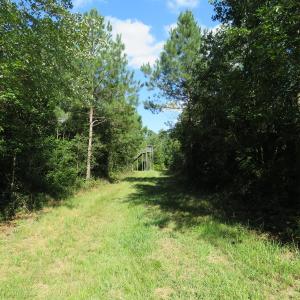 Photo of UNDER CONTRACT!  28 Acres of Hunting Land For Sale in Pender County NC!