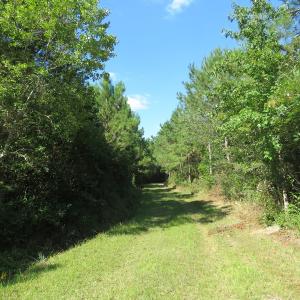 Photo of UNDER CONTRACT!  28 Acres of Hunting Land For Sale in Pender County NC!