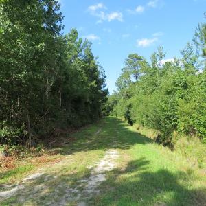 Photo of UNDER CONTRACT!  28 Acres of Hunting Land For Sale in Pender County NC!